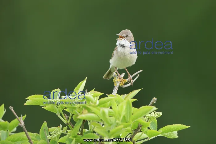 : Common White throat : Common White throat
