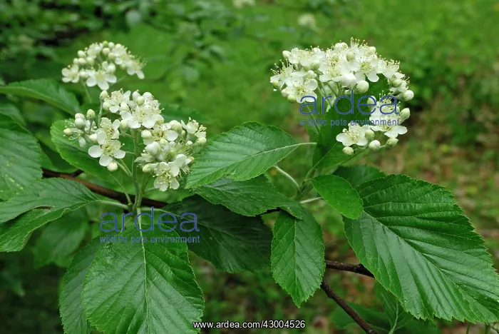  : Common Whitebeam