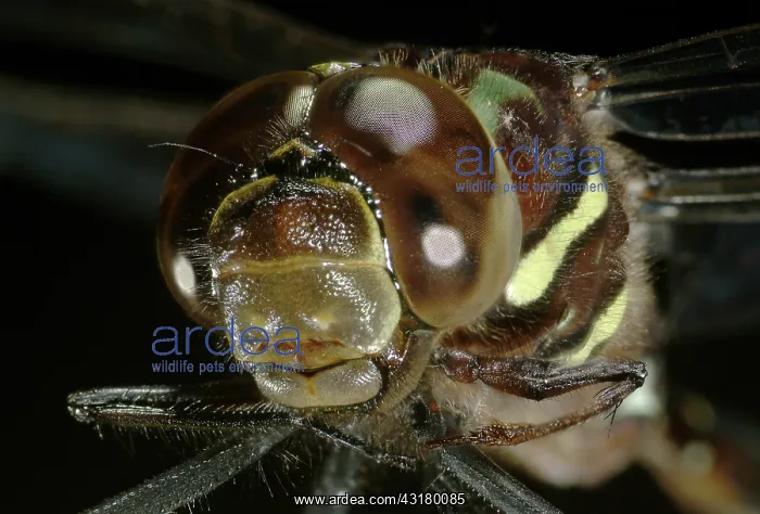 : Common Whitetail Dragonfly : Common Whitetail Dragonfly