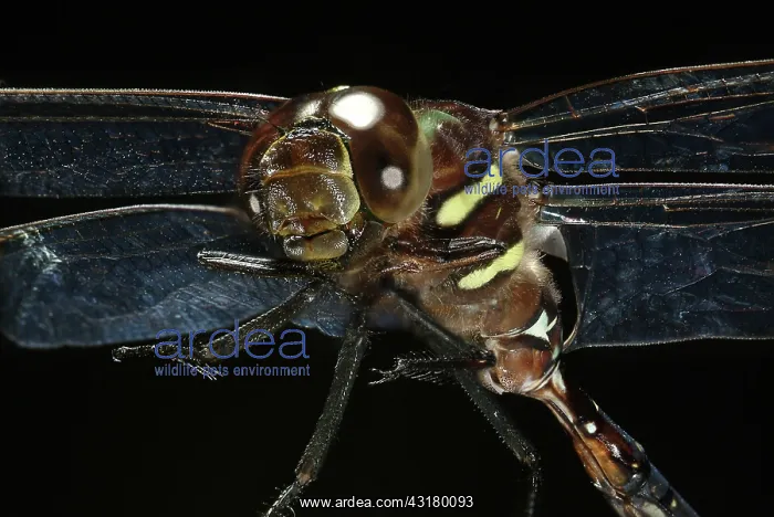 : Common Whitetail Dragonfly : Common Whitetail Dragonfly