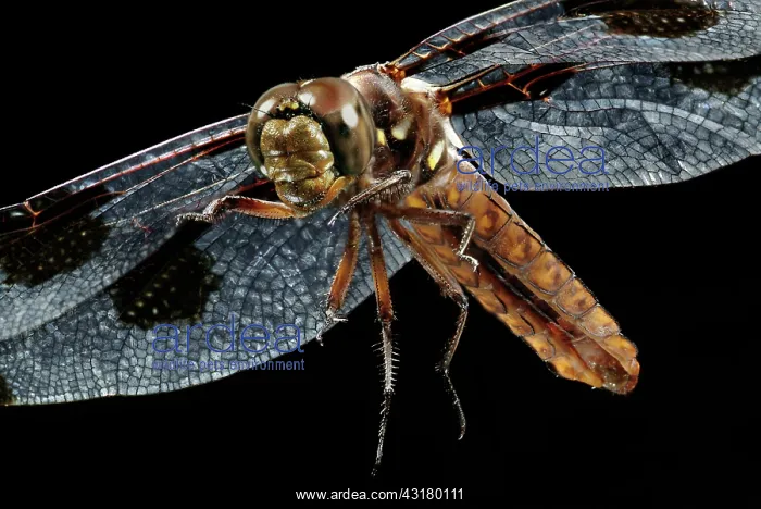: Common Whitetail Dragonfly : Common Whitetail Dragonfly