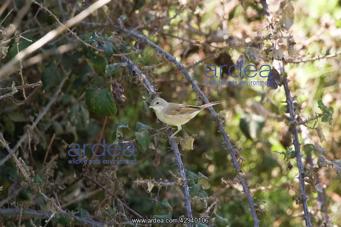 : Common Whitethroat : Common Whitethroat