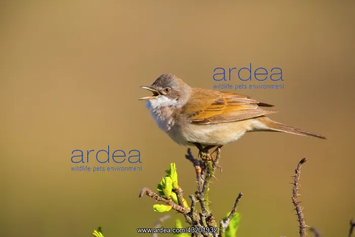 : Common Whitethroat : Common Whitethroat