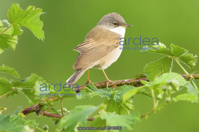 : Common Whitethroat - Male : Common Whitethroat - Male
