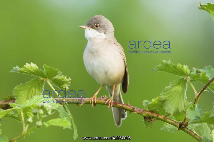 : Common Whitethroat - Male : Common Whitethroat - Male