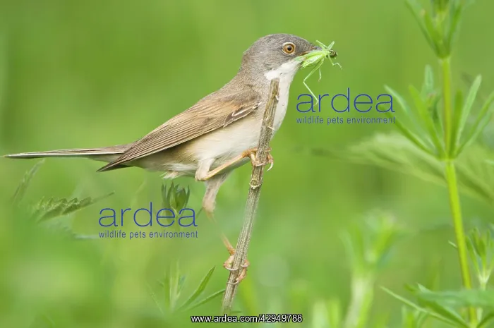 : Common Whitethroat - Male with prey in beak : Common Whitethroat - Male with prey in beak