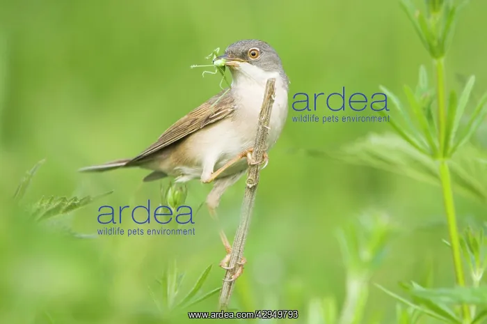  : Common Whitethroat - Male with prey in beak