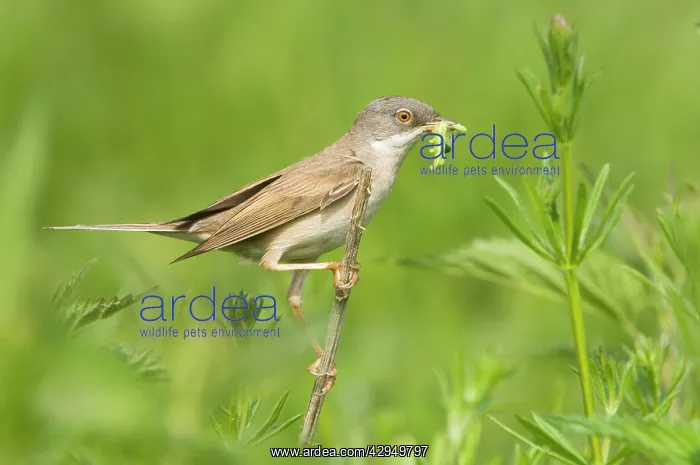 : Common Whitethroat - Male with prey in beak : Common Whitethroat - Male with prey in beak