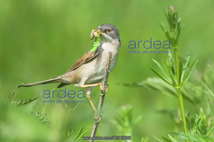 : Common Whitethroat - Male with prey in beak : Common Whitethroat - Male with prey in beak