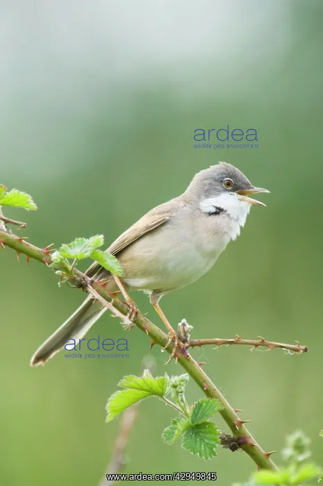 : Common Whitethroat - Male singing : Common Whitethroat - Male singing