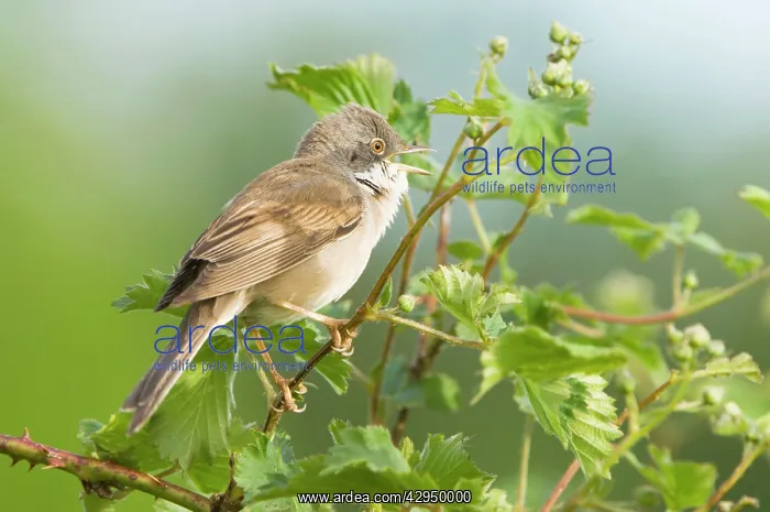 : Common Whitethroat - Male singing : Common Whitethroat - Male singing