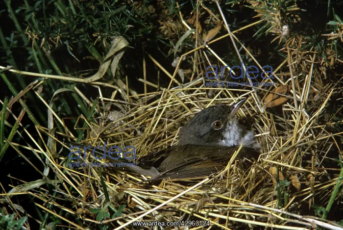 : Common Whitethroat - on nest : Common Whitethroat - on nest