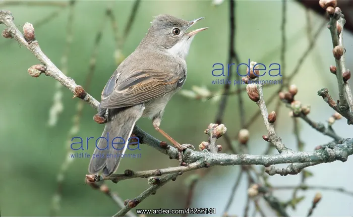 : COMMON WHITETHROAT - singing : COMMON WHITETHROAT - singing