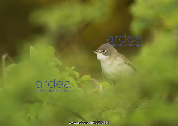 : Common whitethroat (Sylvia communis), adult, amidst : Common whitethroat (Sylvia communis), adult, amidst
