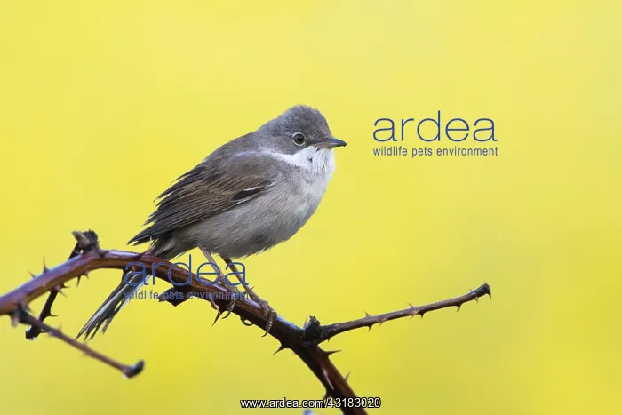 : Common whitethroat (Sylvia communis) on blackberry : Common whitethroat (Sylvia communis) on blackberry