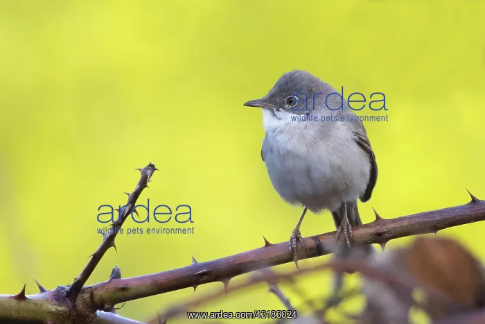 : Common whitethroat (Sylvia communis) on blackberry : Common whitethroat (Sylvia communis) on blackberry