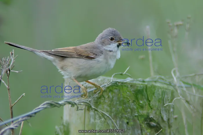 : Common whitethroat (Sylvia communis), Emsland, L : Common whitethroat (Sylvia communis), Emsland, L