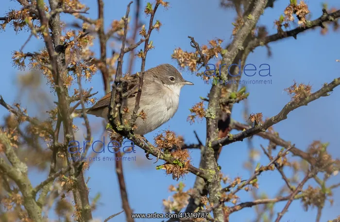 : Common whitethroat, Sylvia communis, feeding amo : Common whitethroat, Sylvia communis, feeding amo