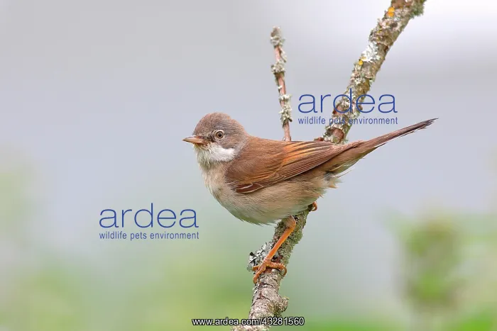 : Common whitethroat (Sylvia communis), male sitting : Common whitethroat (Sylvia communis), male sitting