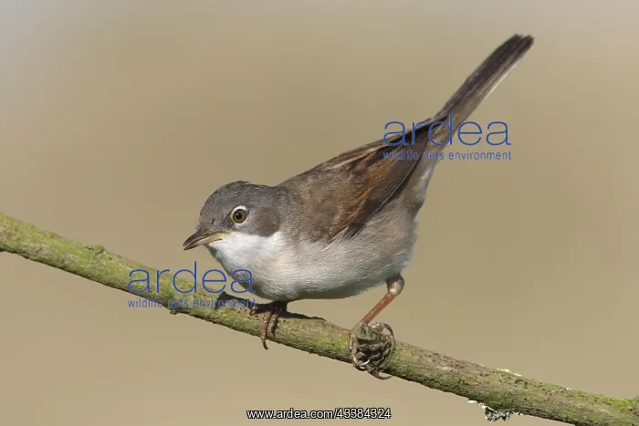  : Common Whitethroat (Sylvia communis) perched on