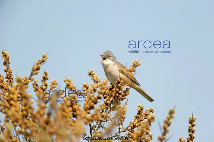  : Common Whitethroat (Sylvia communis) singing