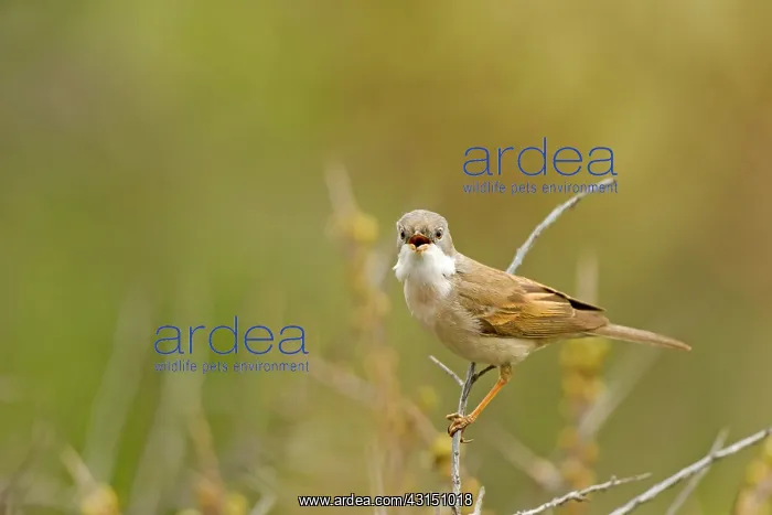 : Common Whitethroat (Sylvia communis) singing from scrub : Common Whitethroat (Sylvia communis) singing from scrub