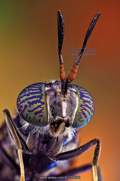 : A common and widespread fly of the family Strati : A common and widespread fly of the family Strati