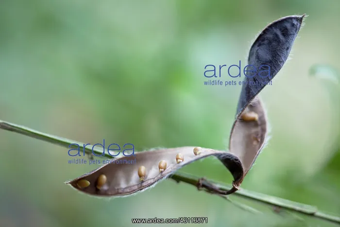 : Common or wild broom, Cytisus scoparius, A ripe : Common or wild broom, Cytisus scoparius, A ripe