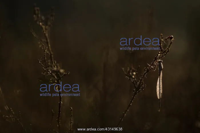: Common Winter Damselfly : Common Winter Damselfly