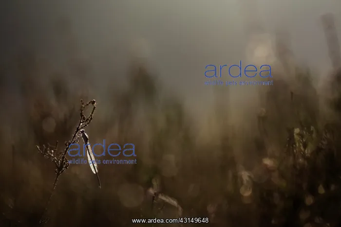 : Common Winter Damselfly : Common Winter Damselfly