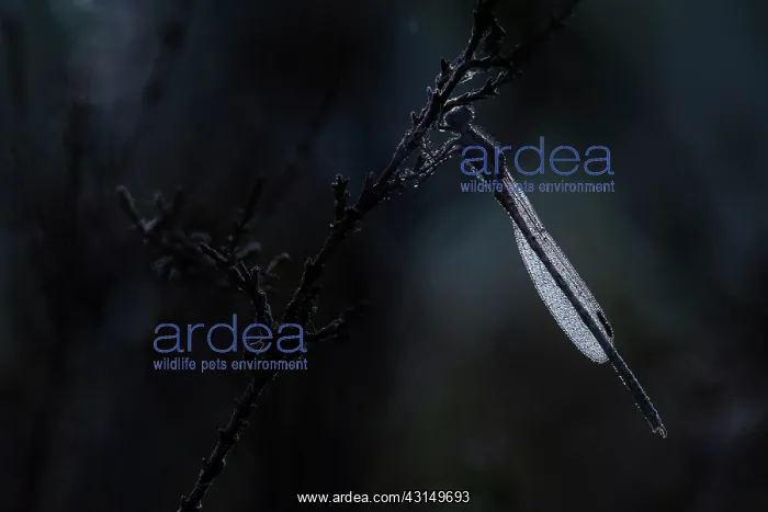 : Common Winter Damselfly : Common Winter Damselfly