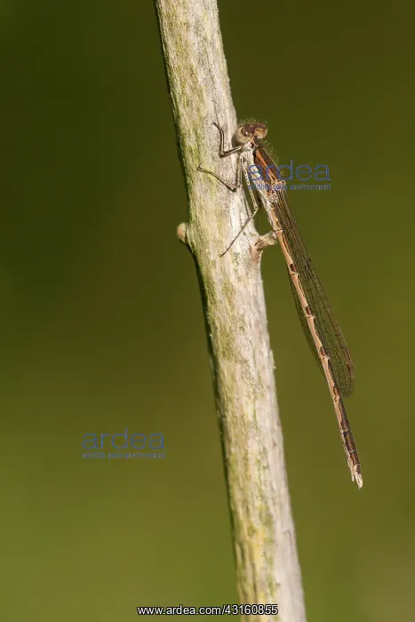 : Common Winter Damselfly : Common Winter Damselfly