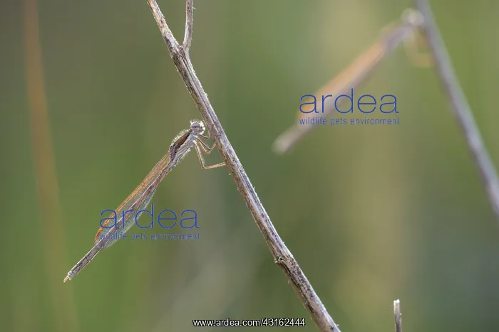 : Common Winter Damselfly : Common Winter Damselfly