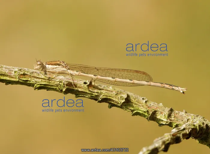 : Common Winter Damselfly : Common Winter Damselfly