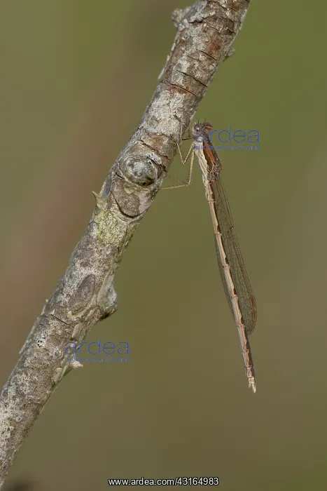 : Common Winter Damselfly : Common Winter Damselfly