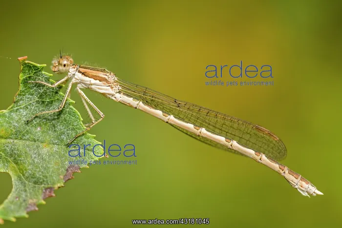: Common Winter Damselfly : Common Winter Damselfly