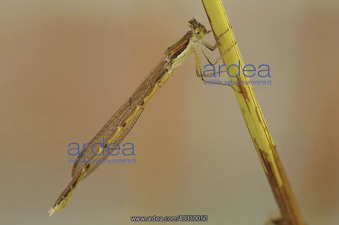  : Common Winter Damselfly