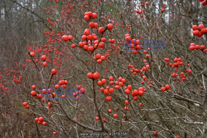 : Common Winterberry Holly - November : Common Winterberry Holly - November