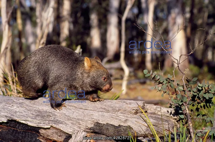 : Common Wombat : Common Wombat