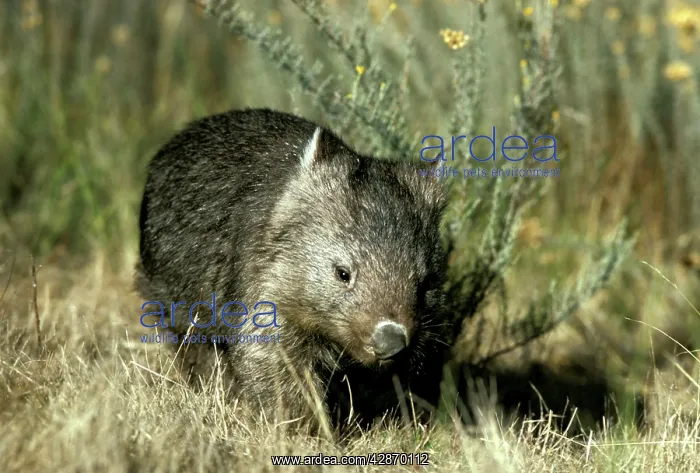 : Common Wombat : Common Wombat