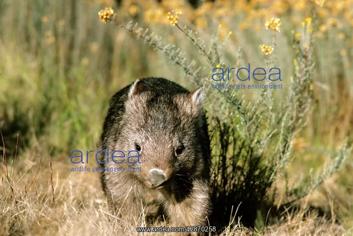 : Common Wombat : Common Wombat