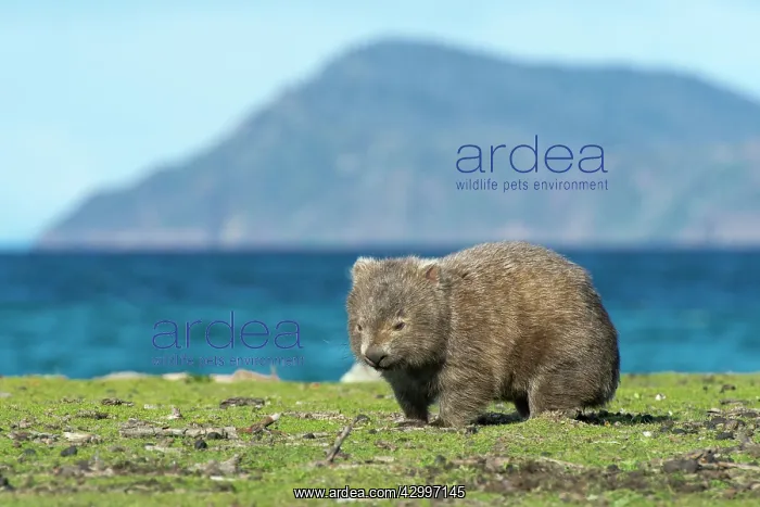 : Common Wombat adult female : Common Wombat adult female