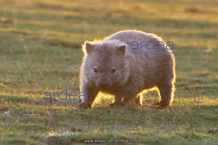 : Common Wombat adult moving out onto marsupial grassland : Common Wombat adult moving out onto marsupial grassland