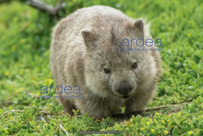 : Common Wombat adult moving out onto marsupial grassland : Common Wombat adult moving out onto marsupial grassland