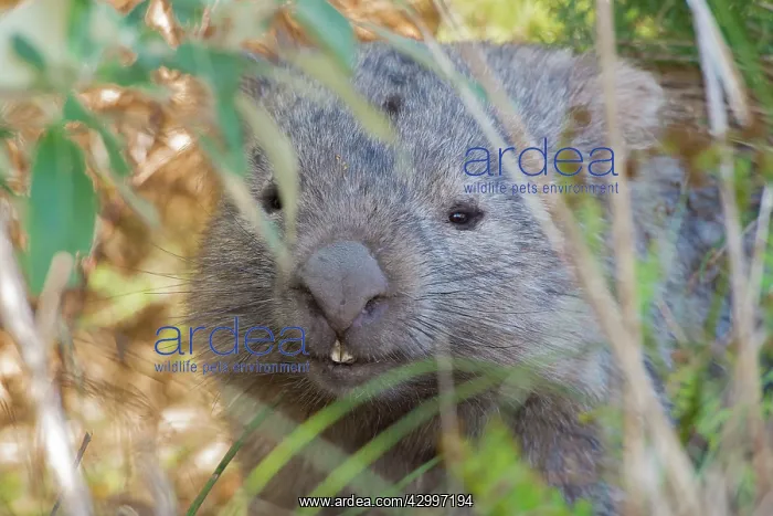 : Common Wombat adult moving out onto marsupial grassland : Common Wombat adult moving out onto marsupial grassland