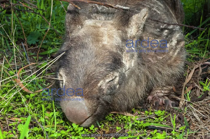: Common Wombat adult with sarcoptic mange white areas : Common Wombat adult with sarcoptic mange white areas