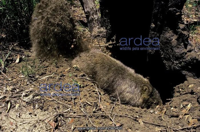 : Common Wombat - digging burrow : Common Wombat - digging burrow