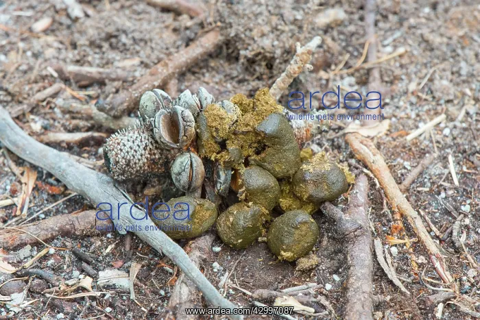 : Common Wombat faeces : Common Wombat faeces