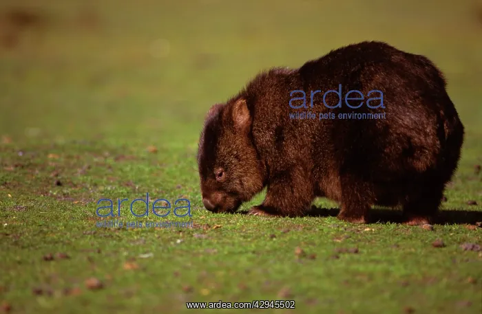 : Common Wombat - feeding on grass : Common Wombat - feeding on grass