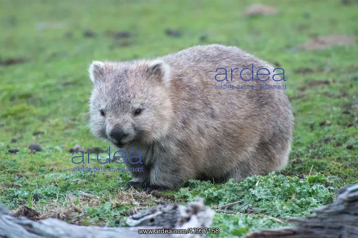 : Common Wombat female adult with pouch young moving : Common Wombat female adult with pouch young moving